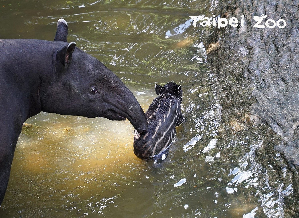 「貘芳」教導「貘豆」游泳。 圖：取自台北市立動物園網站