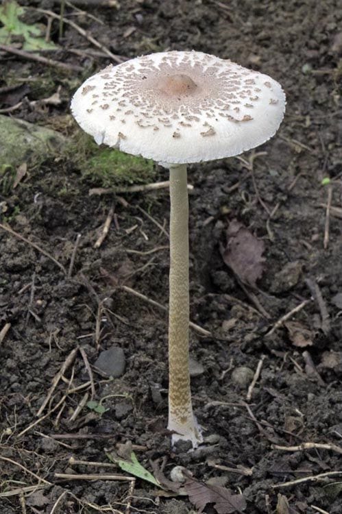 綠褶菇外表看起來像白色雨傘菇、雞肉絲菇，誤食後恐引發腸胃炎型中毒症狀 圖：行政院農業委員會特有生物研究保育中心/提供