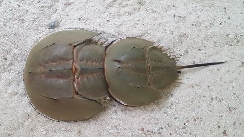 鱟有夫妻魚之稱，通常成對出現，嘉義縣政府呼籲漁民若捕獲，請通報縣生態保育協會。 圖：嘉義縣政府/提供