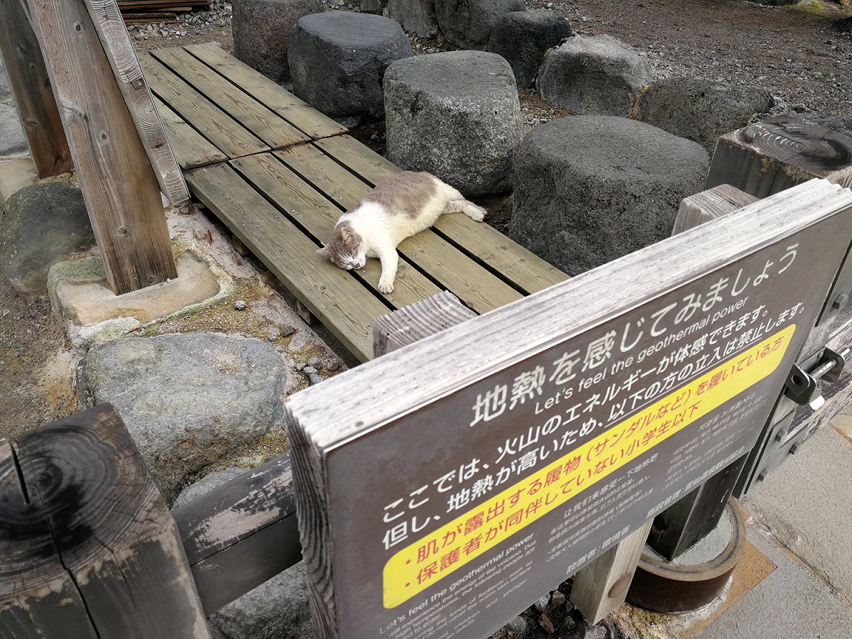 日本推主來到溫泉勝地，竟看見浪貓爽爽趴在體驗地熱區！ 圖／Twitter@hika_eki