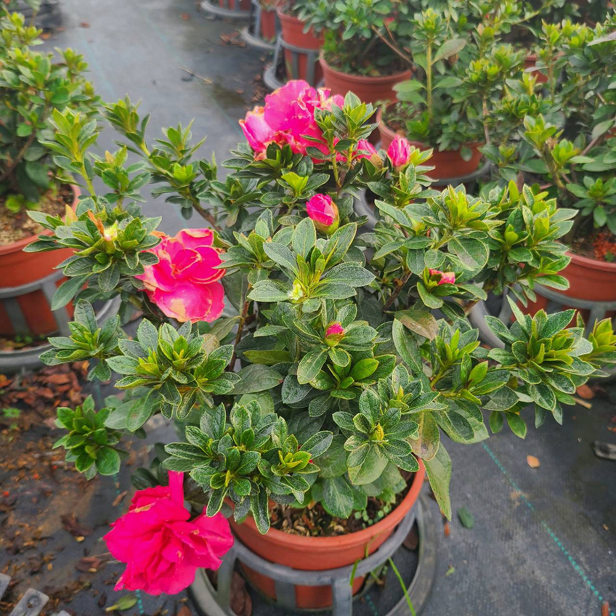 金山地區的「玫瑰杜鵑」近照。 圖：金山花班班長嚴慶榮提供
