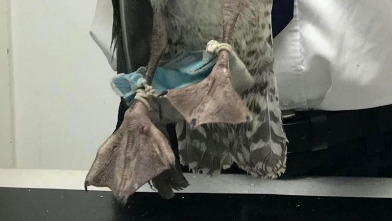 海鷗的雙腳被丟棄的口罩纏繞。 圖：取自RSPCA