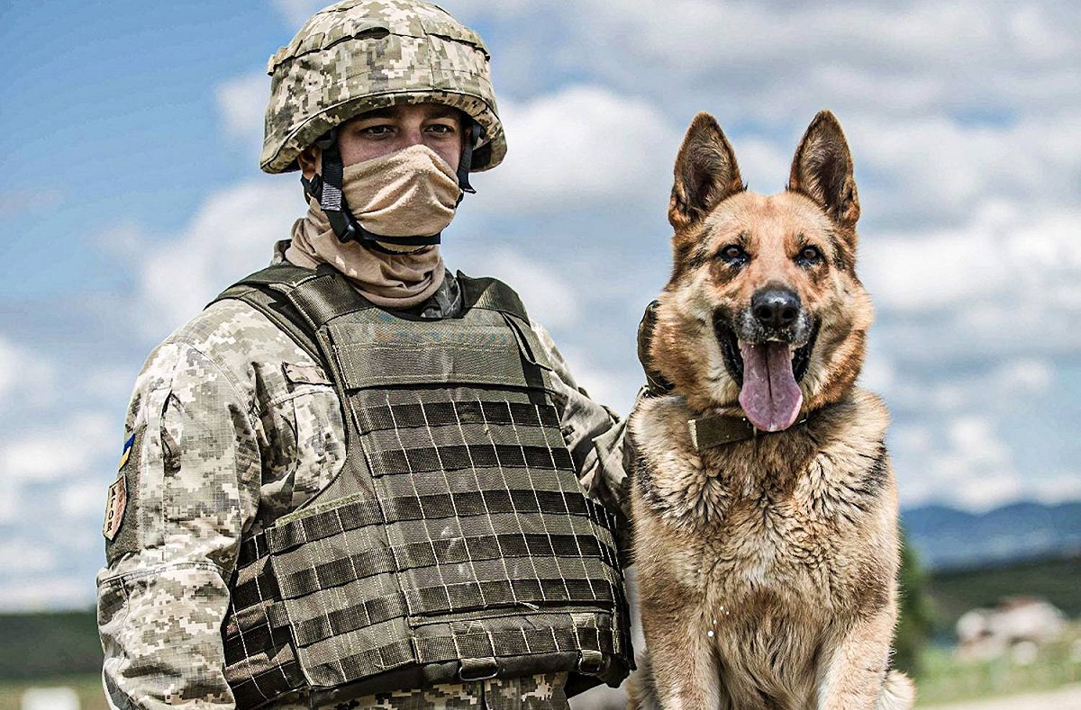 軍犬連同北約聯合演訓 圖:擷取自NATO臉書