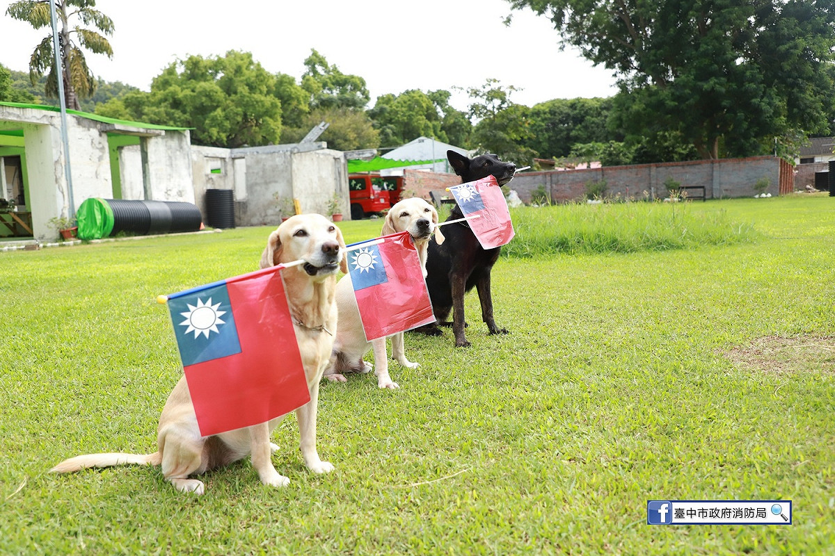 救難英雄腿腿、斯斯、Jacob、鐵雄等搜救犬叼著國旗排排站，看著青天白日滿地紅的國旗緩緩升起，一起祝賀「雙十國慶 普天同慶」。 圖:台中市消防局/提供
