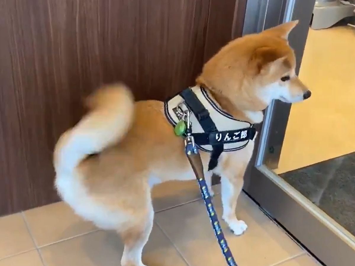 位在日本三重縣兩歲大柴犬「蘋果郎」超愛去醫院。 圖：取自Twitter@pochitohide
