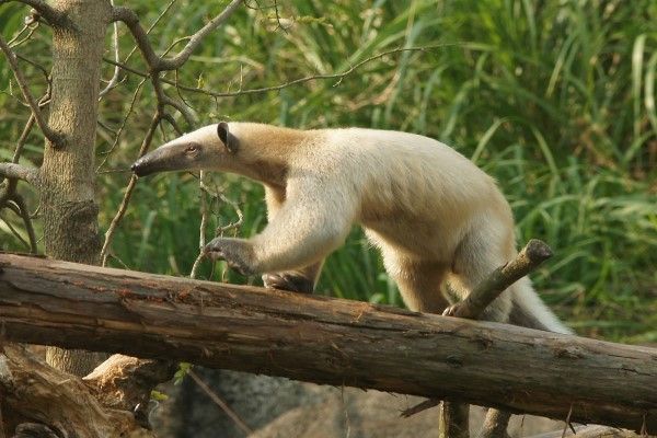 圖為小食蟻獸示意圖，非失蹤食蟻獸小紅。 圖：台北市立動物園／提供