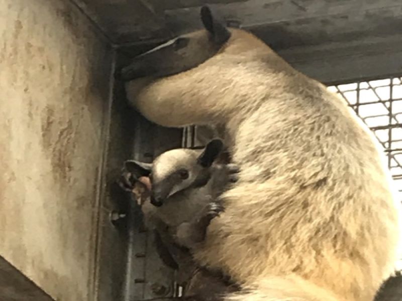台北市立動物園的小食蟻獸「小紅」與寶寶「紅豆」上個月月初逃脫失蹤。 圖：台北市立動物園／提供