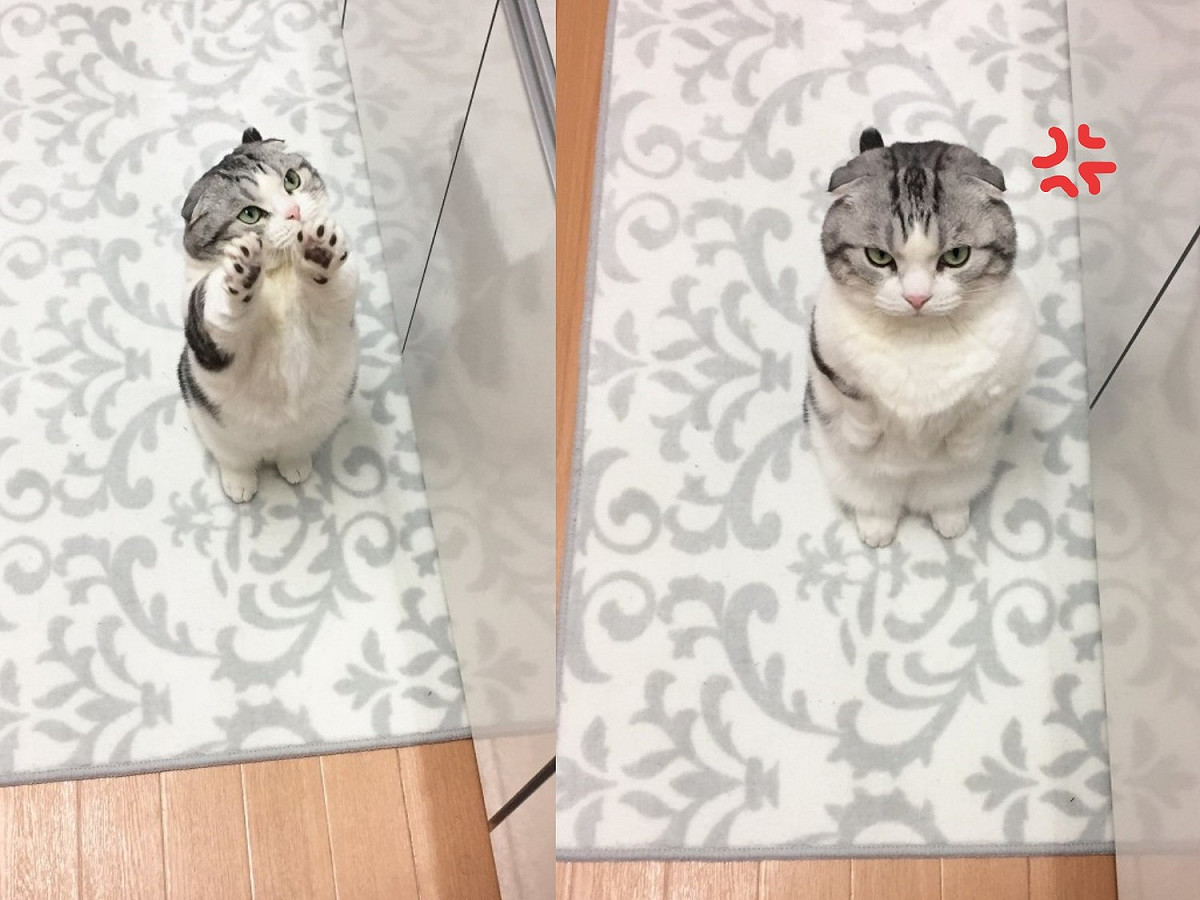 日本推主飼養的摺耳貓Mappuchin會站立起來討飯。 圖：取自twitter@map_u_chin