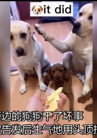 邊的一隻拉布拉多犬舉起腳掌，在半空中停了約1、2秒，然後指向左邊的另一隻同伴，同伴先是愣住，反應過來自己被「出賣」之後，馬上用頭去頂它。 圖 : 影片截圖