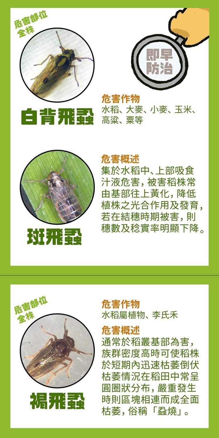 農委會今於臉書發出蟲害警告，籲請農友善用苦楝油混農皂進行防治。 圖：行政院農委會/提供