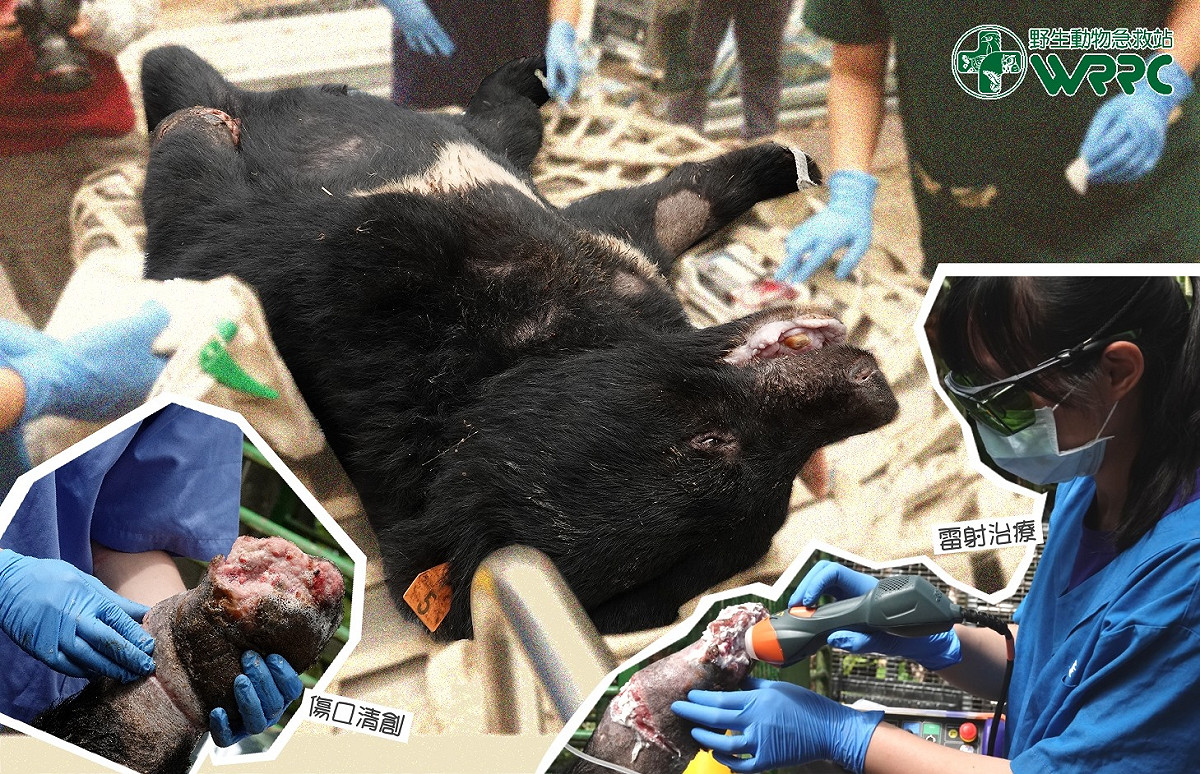 據野生動物急救站指出，黑熊711傷口恢復良好，但目前仍無法遷移至大空間籠舍。 圖：翻攝自野生動物急救站臉書專頁