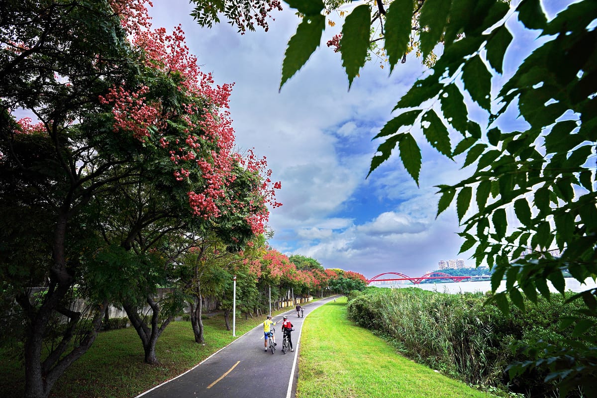 大漢溪、新北大都會公園三重A2站旁、新店區陽光公園及八里區關渡橋沿線都可欣賞到一排台灣欒樹。 圖：新北水利局／提供