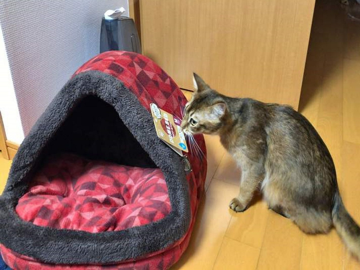 日本一名飼主買了一貓窩給主子，沒想到牠比較喜歡一旁裝貓窩的紙箱。 圖：取自twitter@keropontan