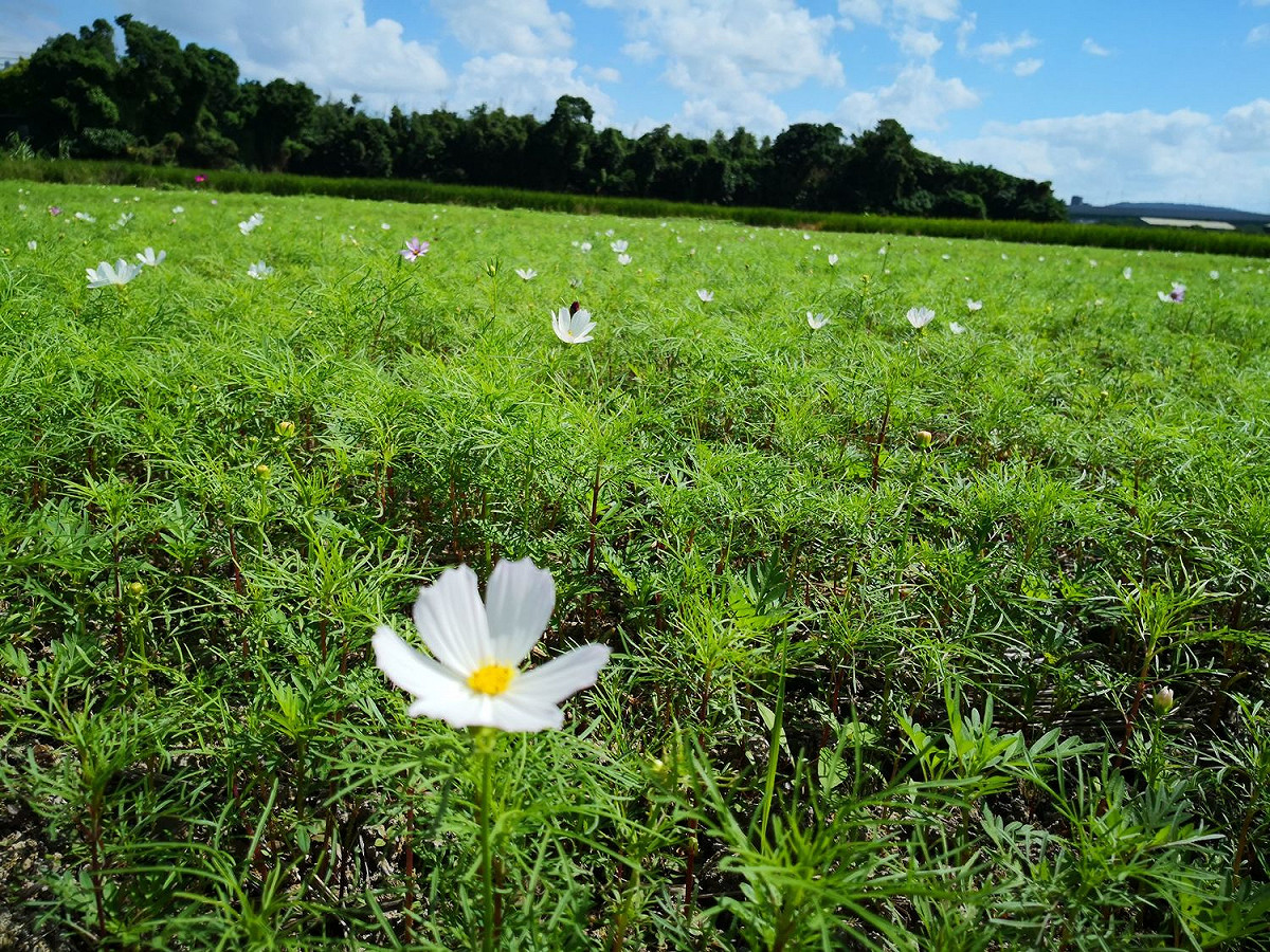 今年的關渡花海以「愛戀關渡 花現幸福」為主軸開啟賞花新章節。 圖：北市工務局／提供