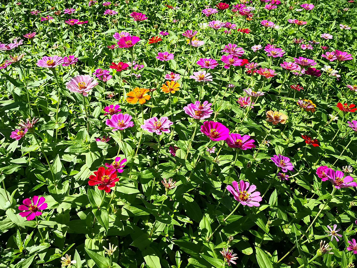 關渡秘境花海種植花種包括大波斯菊、黃波斯菊、大百日草及向日葵等。 圖：北市工務局／提供