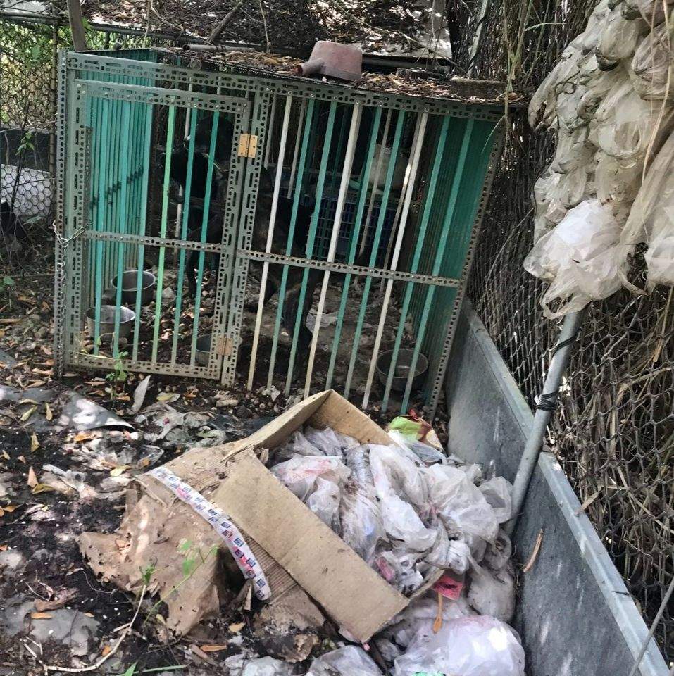 嘉義縣一名王姓飼主將三隻犬隻養在惡劣環境中，被開罰台幣3000元。 圖：嘉義縣政府/提供