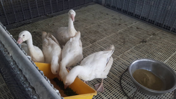 鵝隻食用葉用枸杞。 圖：農委會／提供