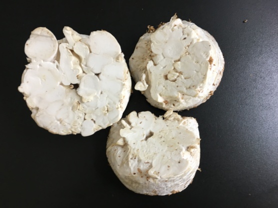 杏鮑菇下腳料。 圖：農委會／提供