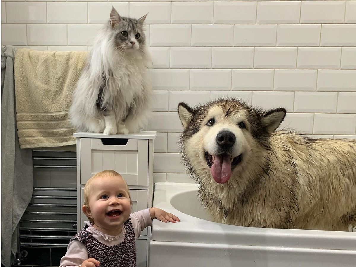 呆萌的 Phil是一隻笑容陽光的狗狗～ 圖：取自Facebook@Life with Malamutes