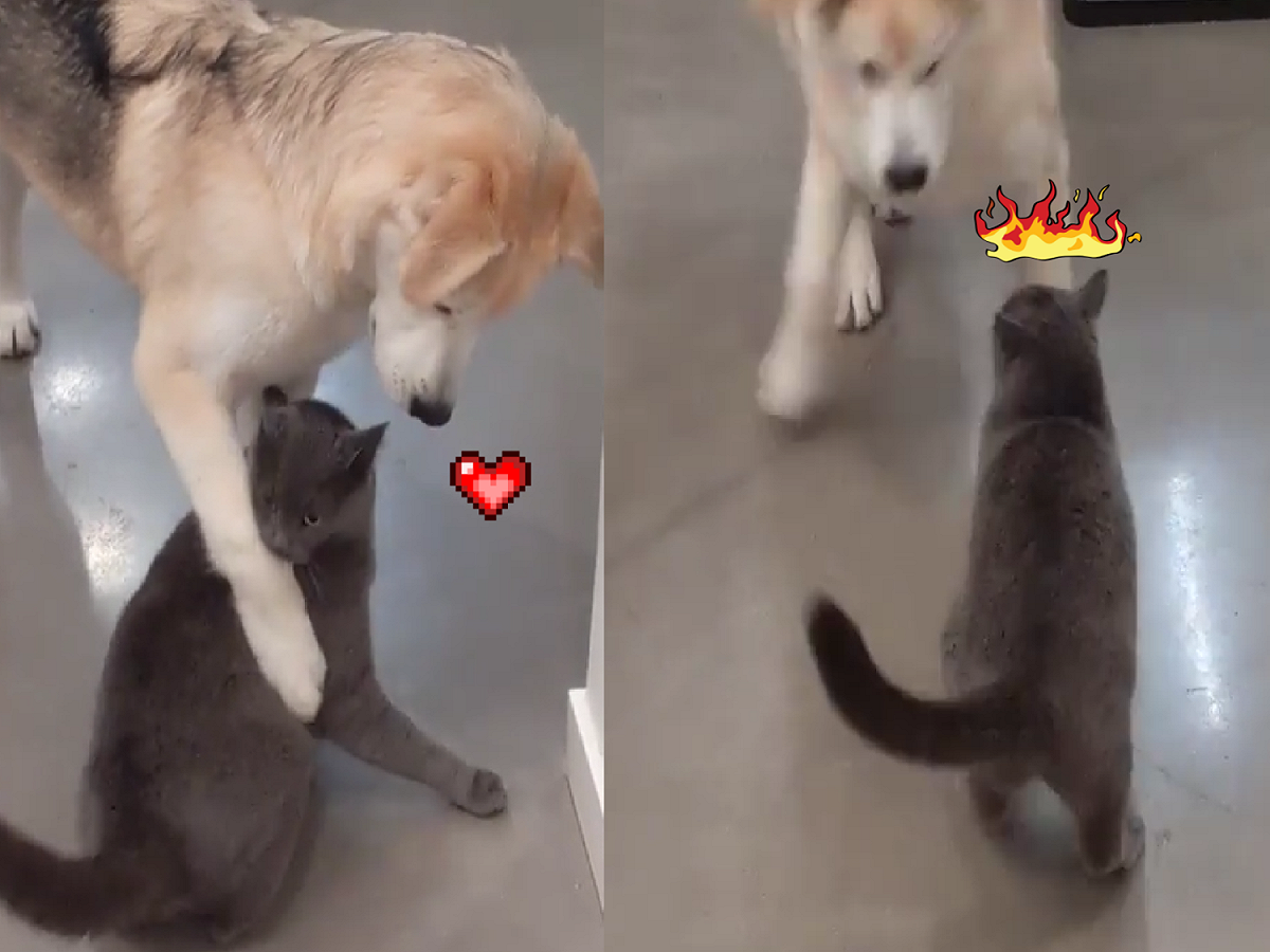 耶！來抱一個嘛！ 圖：取自Instagram＠goldenretrievergoose