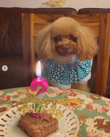 曾之喬在IG上喊：「我們家的第一個天蠍寶寶！」慶祝愛犬生日。 圖：翻攝自曾之喬IG