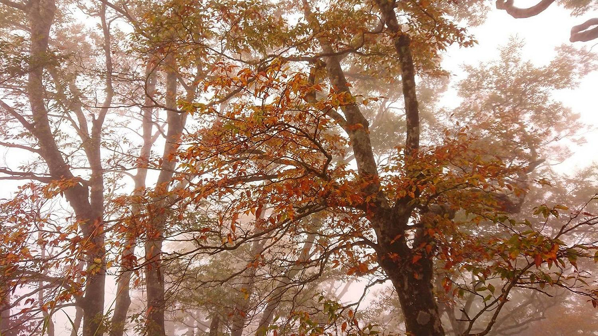 太平山台灣山毛櫸10/26變色狀況。 圖：翻攝自山林悠遊網