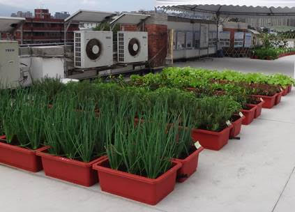 桃園場運用科技監控設定澆水模組，屋頂農園食用作物豐產、省水又省工。 圖：農委會／提供