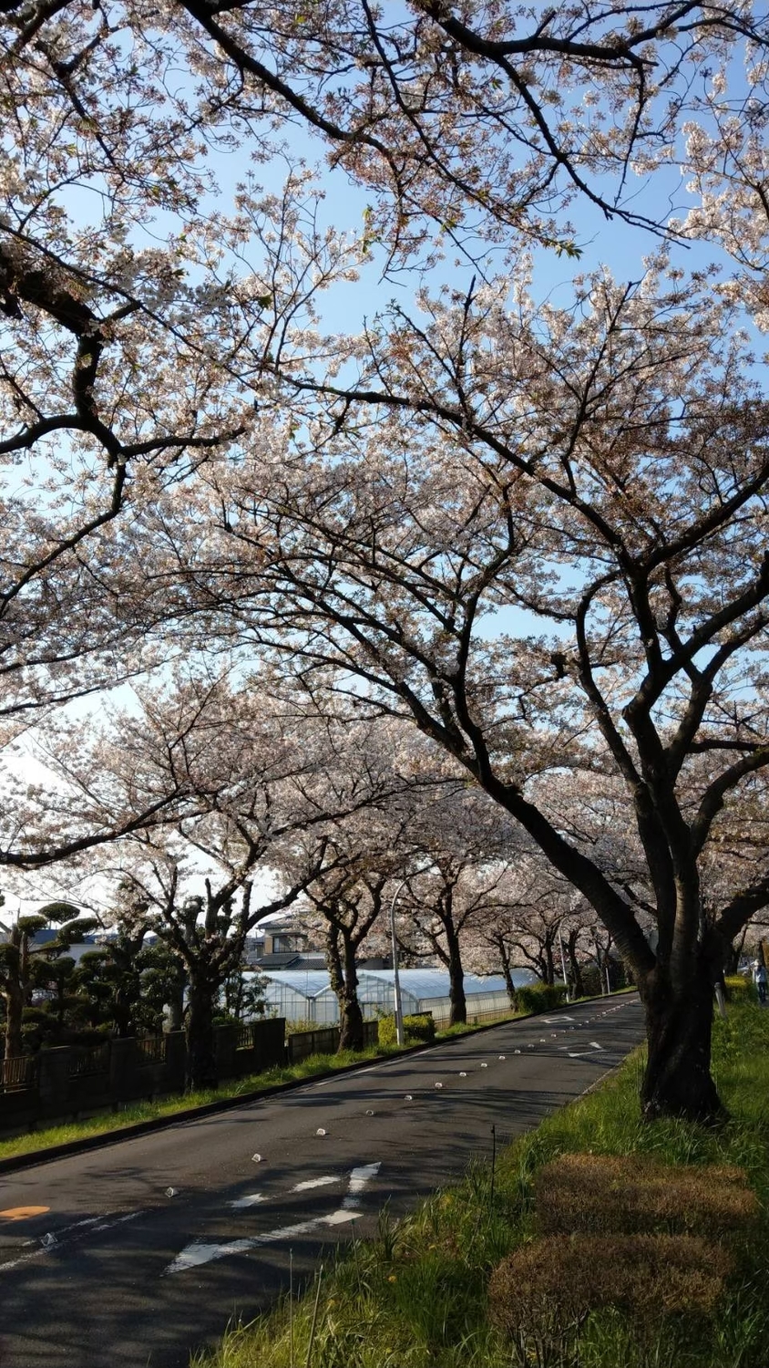 想要赴日本旅遊的國人，還得再等等日本政策公佈。(圖為日本櫻花季) 圖：葉宜哲／攝