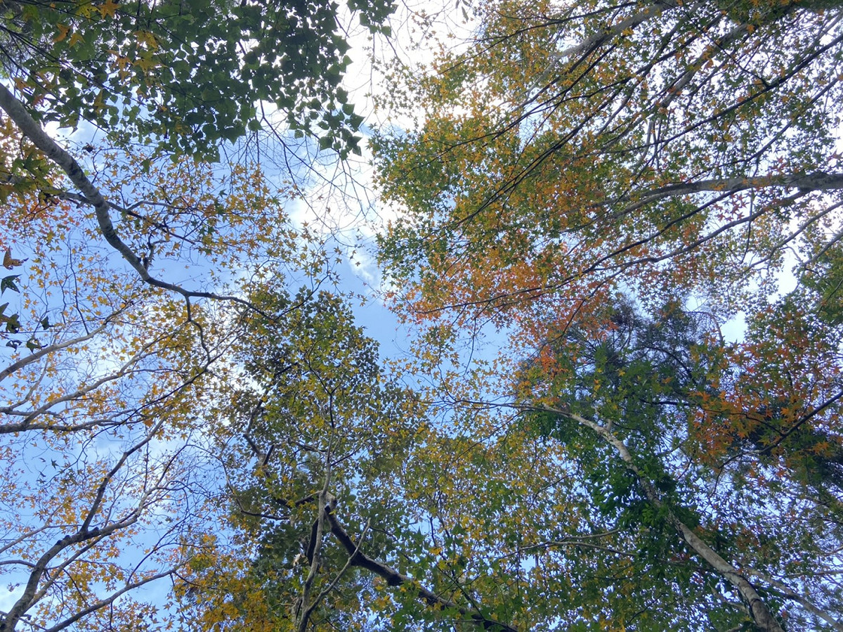 滿月圓的變色植物。 圖：翻攝自山林悠遊網 黃淨微小姐/提供