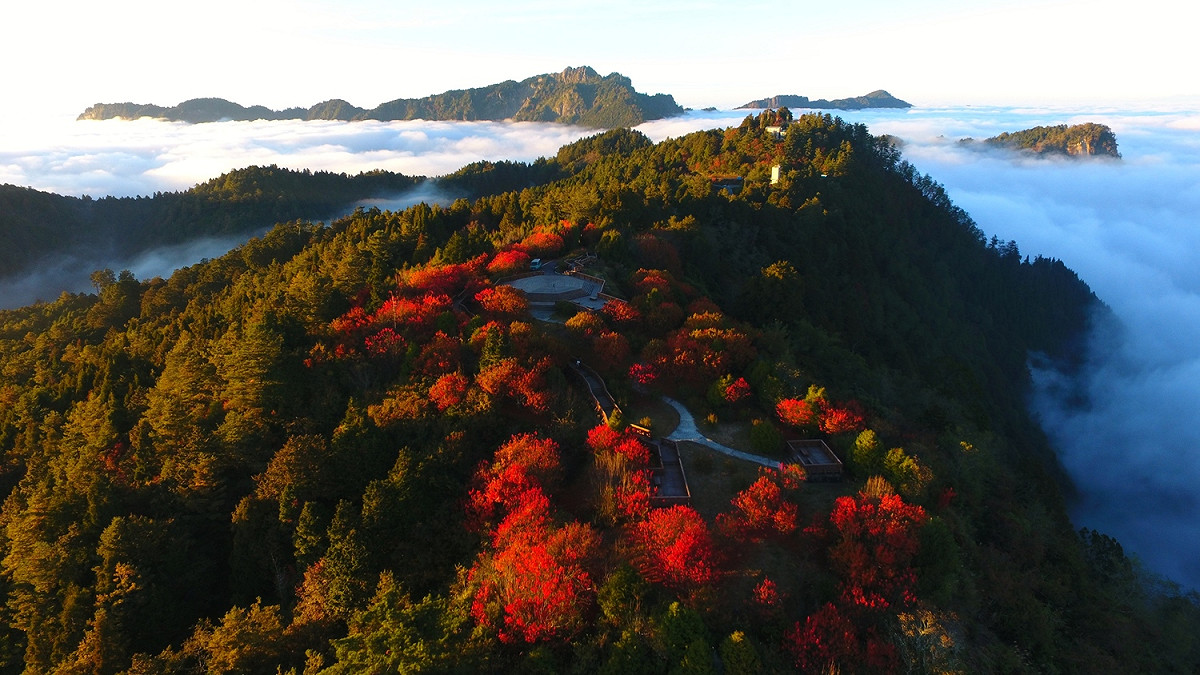 小笠原山楓紅、雲瀑。 圖：嘉義林管處／提供