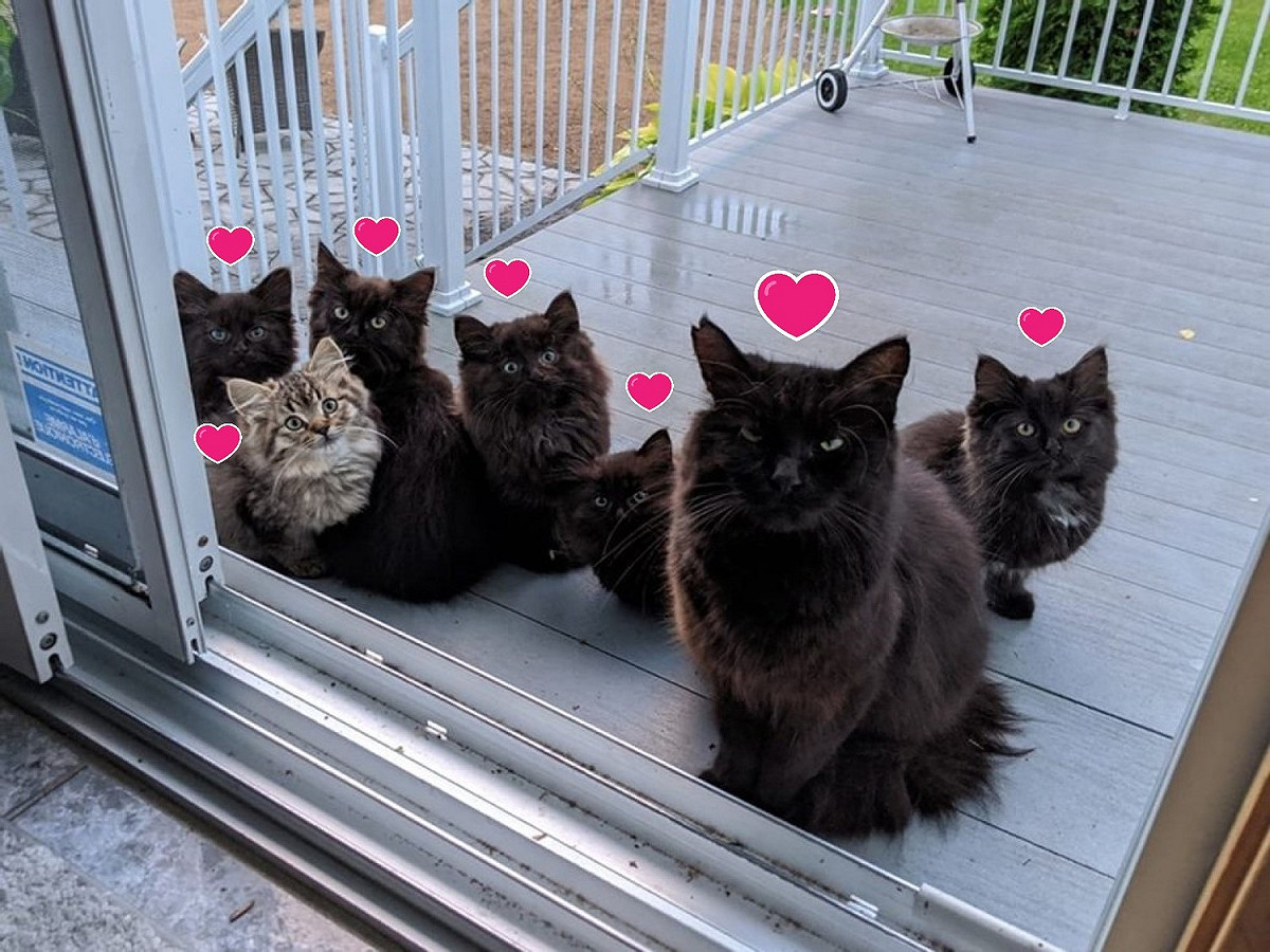 一隻黑貓帶著六隻小貓登門向女子求收編。 圖／FB@Chatons Orphelins Montréal