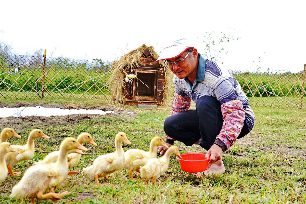 新北市三重「鴨鴨公園」可觀賞趕鴨秀。 圖：新北市高灘地工程管理處提供