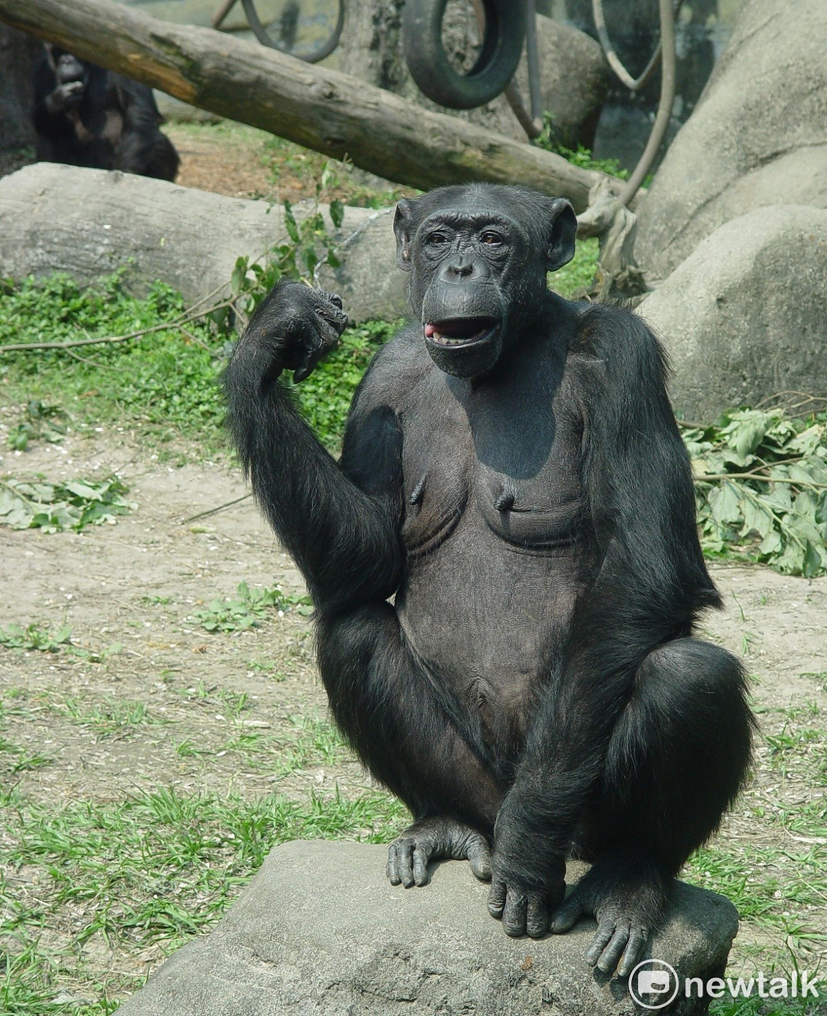 台北市立動物園黑猩猩阿嬤「阿美」今日過世。 圖：台北市立動物園提供
