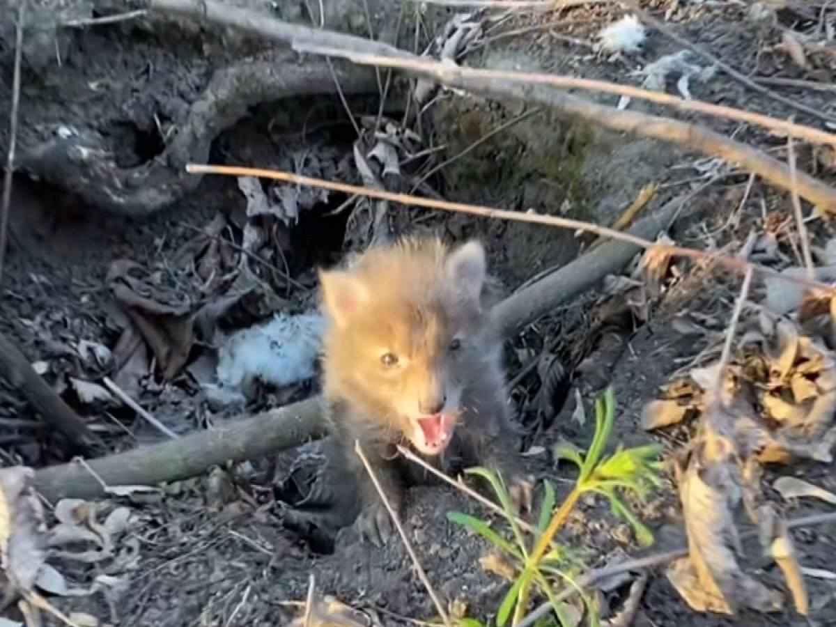 國外一對民眾在樹林發現一隻受困的狐狸寶寶。 圖：取自自Youtube@Rescue Animals