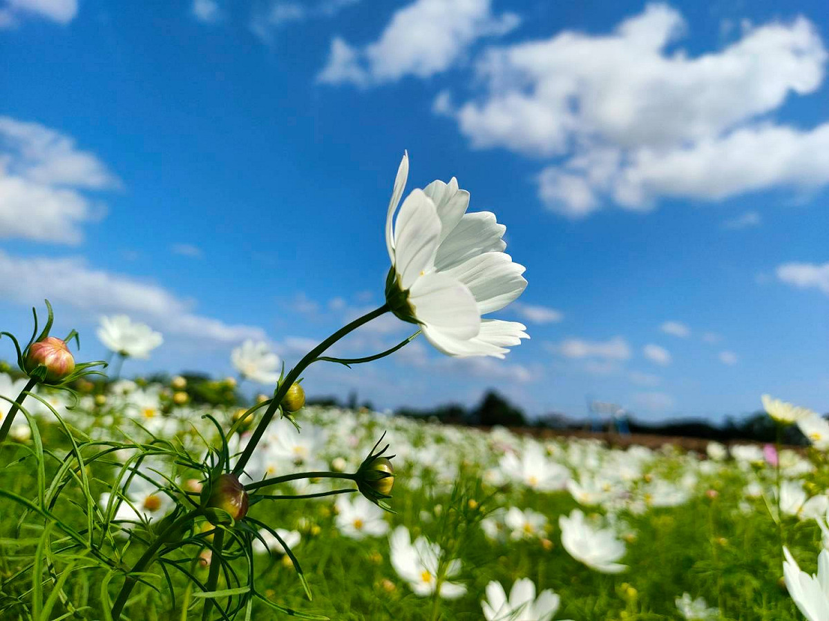 向日葵、大波斯菊、黃波斯菊、萬壽菊及百日草接力綻放，美不勝收。 圖：取自臉書桃園花彩節