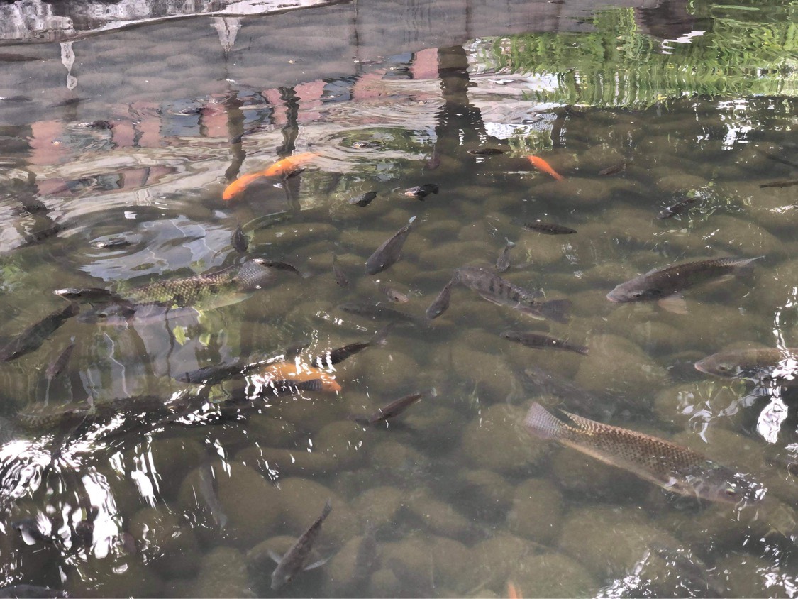 台中綠川魚兒群聚，市議員黃守達質疑市府任其自生自滅。 黃守達/提供