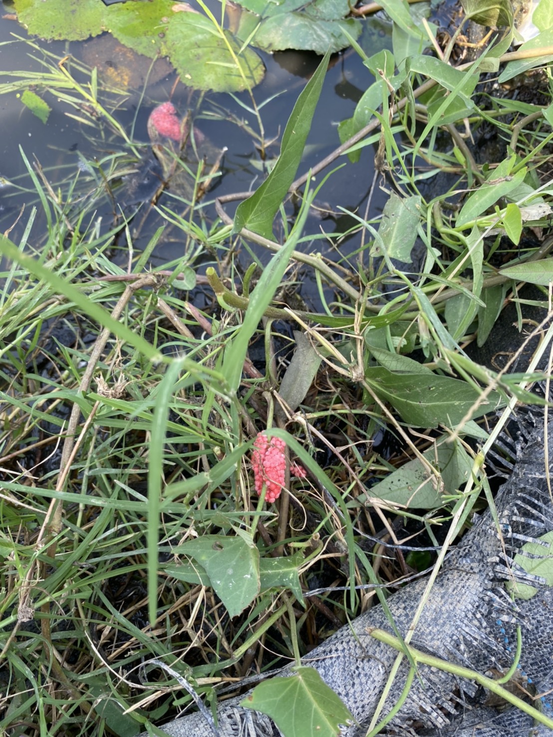 福壽螺在菱角田裡不在是害蟲，福壽螺可吃掉浮萍，讓菱角有更多空間可以長大。 圖：曾郡秋/攝