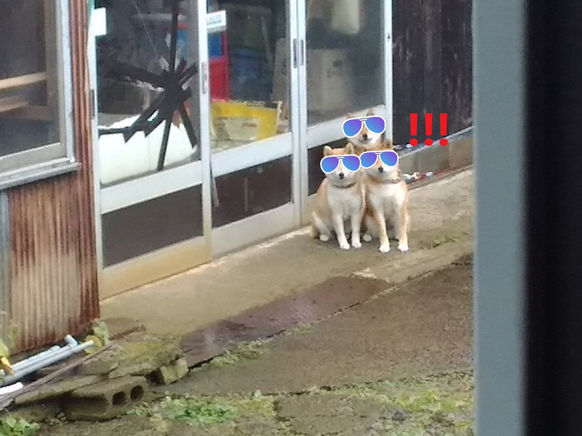 日本一主人飼養三隻柴犬，合體逼視要出門散步。 圖／翻攝自twitter＠yappi09071