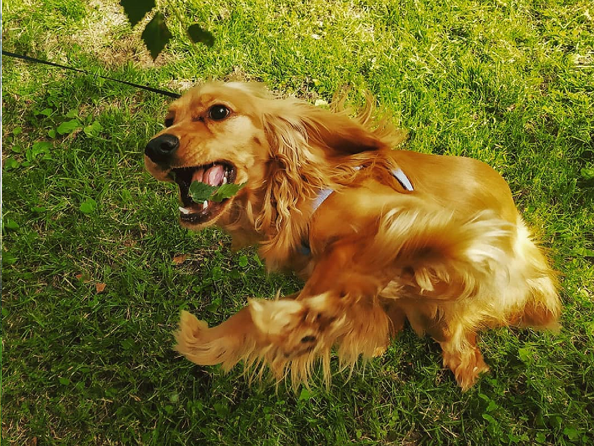 興奮狗狗使勁跳，長毛隨風飄飄飄！ 圖／Instagram＠ohjuliet_and_loki