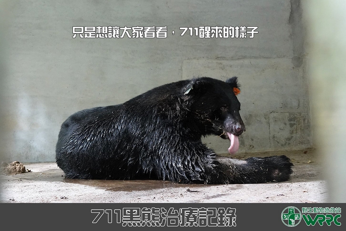 黑熊711左掌癒合良好，體重也增胖4公斤。 圖：翻攝自野生動物急救站臉書專頁