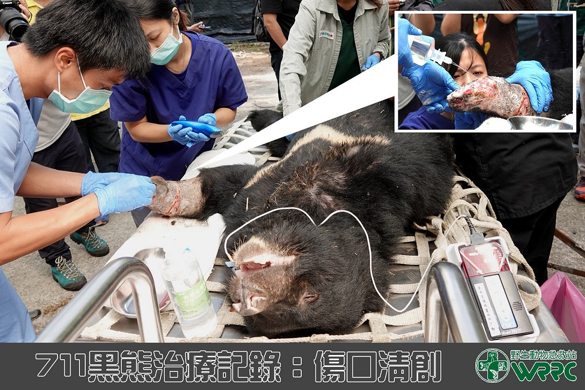獸醫團隊為黑熊711進行肢傷口處理。 圖：翻攝自野生動物急救站臉書專頁