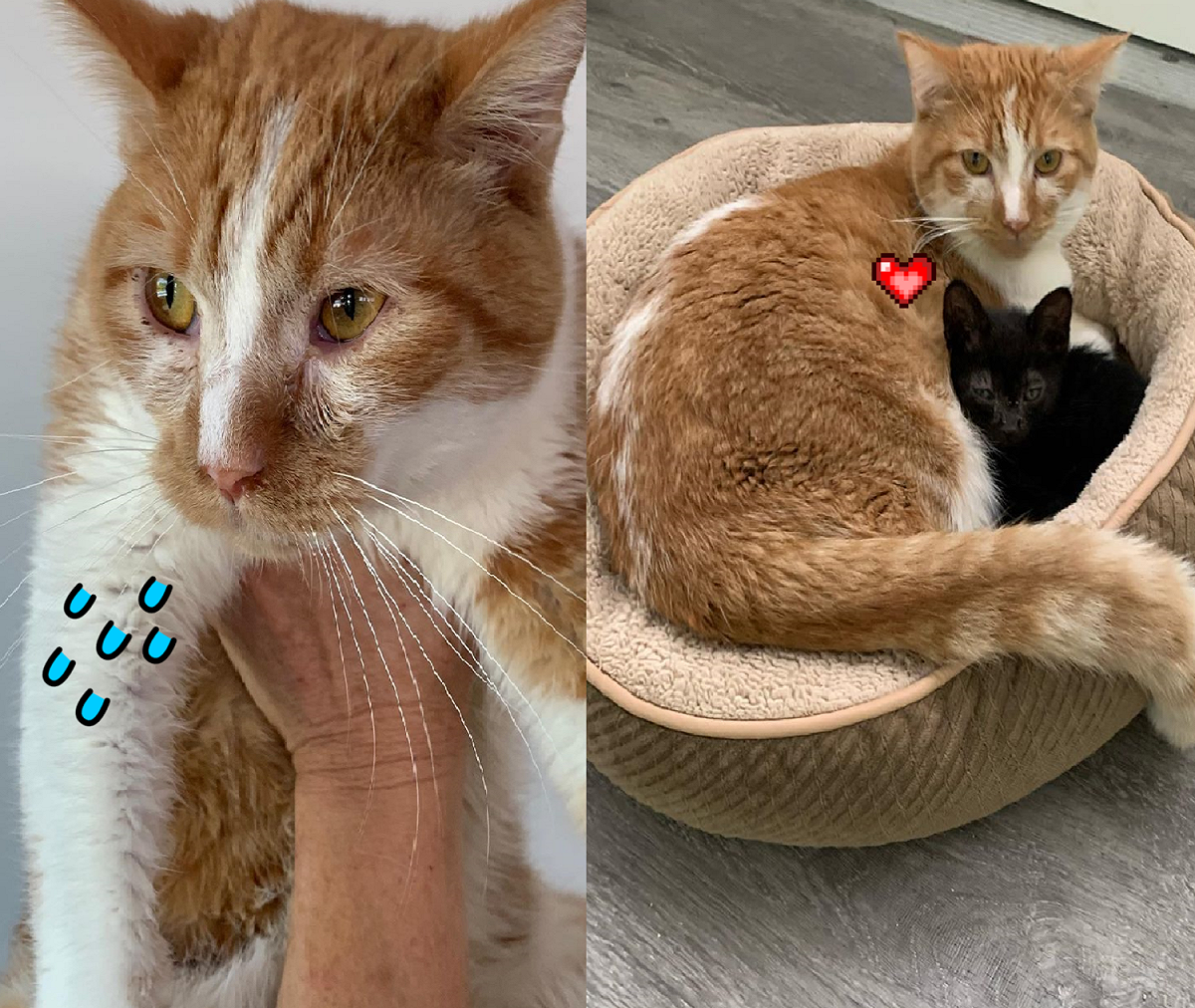 害羞橘貓原都躲衣櫥，認識小黑貓後全改變！ 圖／Instagram＠alleycatrescue