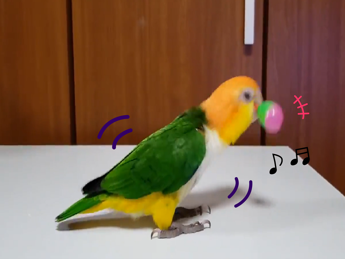 鳥鳥搖沙鈴，鈴鈴鈴超入迷，馬達全開狂震動！ 圖／Twitter@mikarin_10