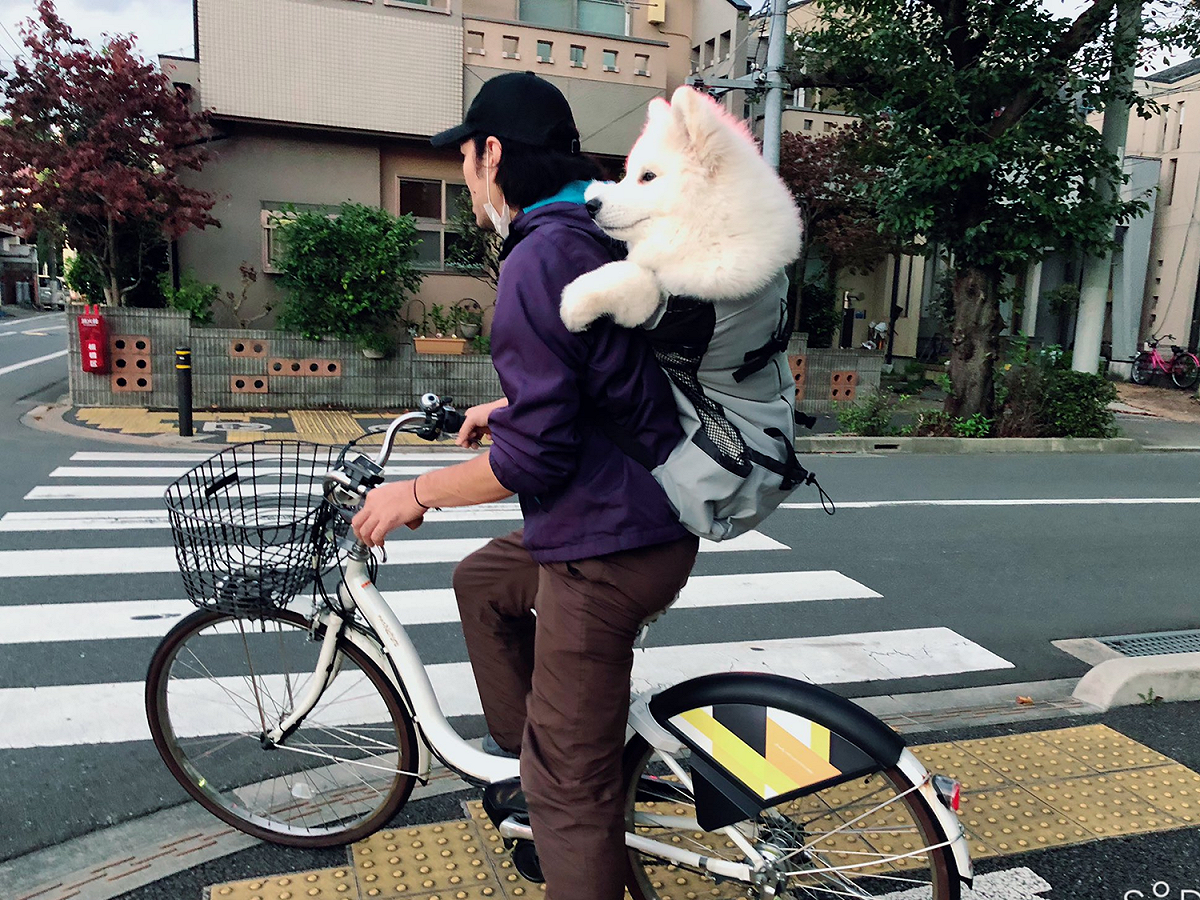 主人揹著薩摩耶騎腳踏車兜風，停車時牠一回眸令人瞬間融化。 圖／Twitter@samoedsoran