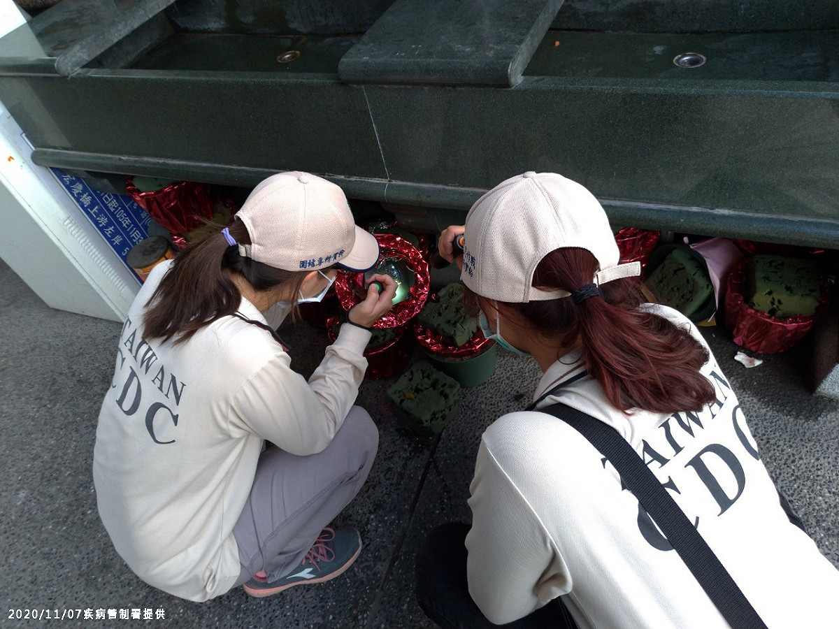 疾管署防疫人員於桃園市龜山區本土登革熱個案活動地進行孳生源查核與投藥作業。 圖：疾病管制署/提供