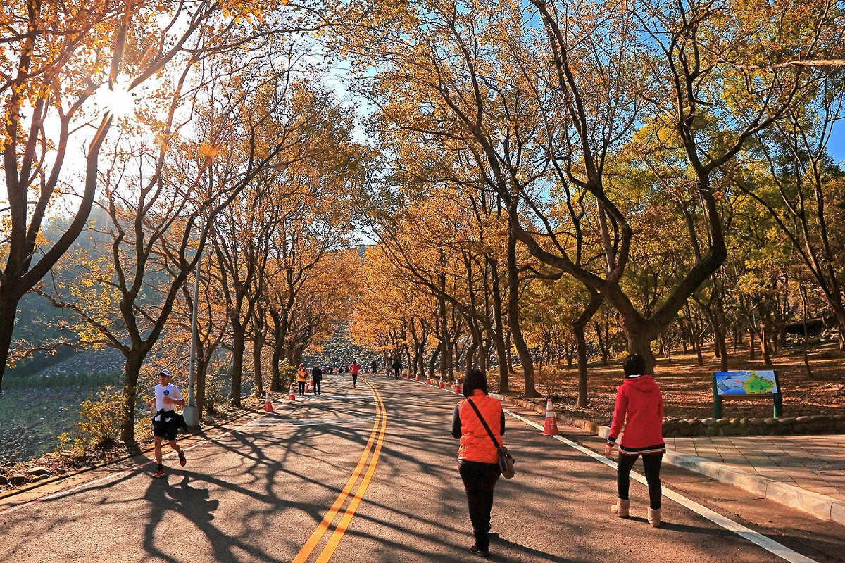 石門水庫周邊有北台灣最大的楓林區。 圖：桃園市政府觀旅局/提供