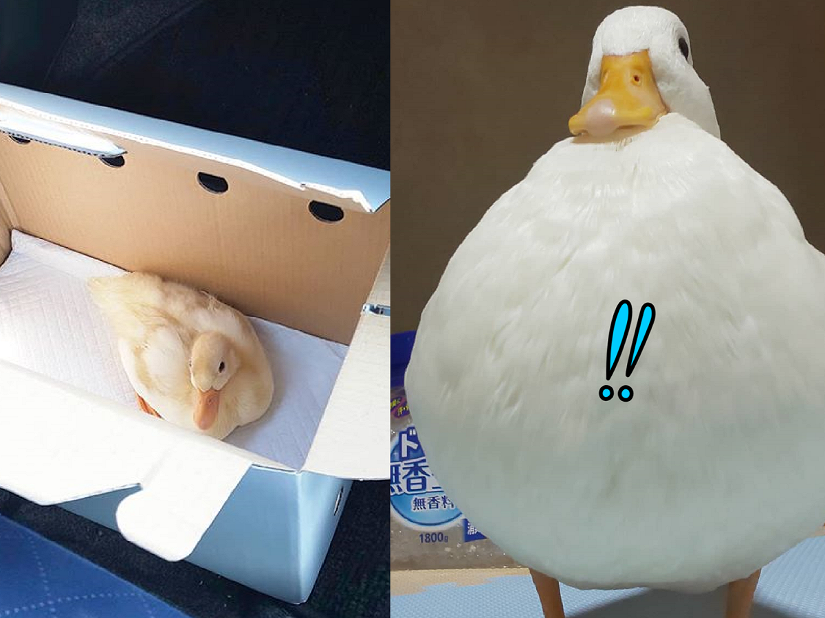從嬌小幼鴨開始養，長大竟長成一顆巨大熱氣球！？ 圖／Instagram＠sese.duck