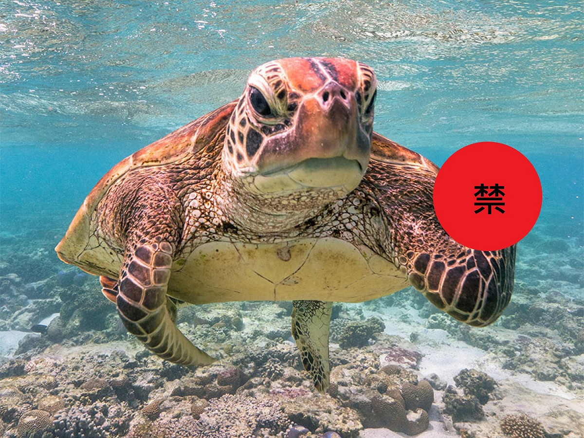 2020搞笑野生動物攝影獎的冠軍由海龜高票當選。 圖／Sesbastian Hart