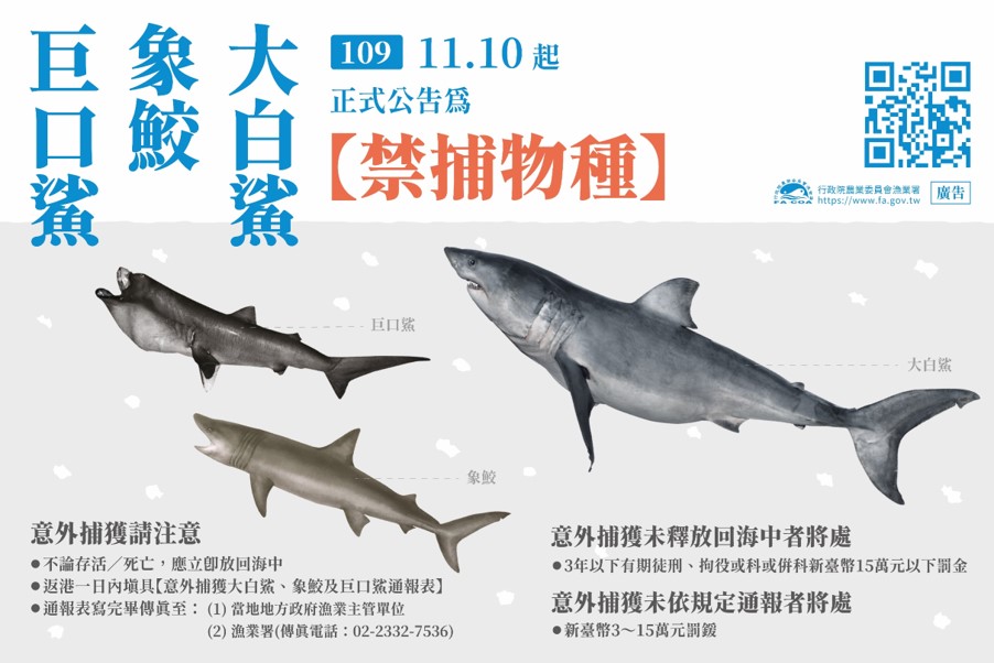 農委會公告，即日起禁止捕撈巨口鯊、象鮫及大白鯊。 圖：農委會漁業署／提供