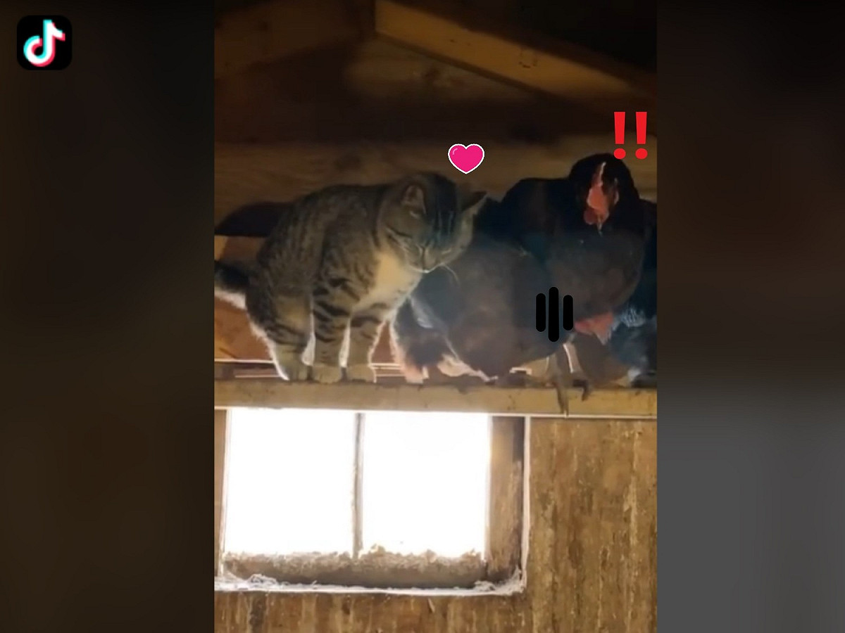 虎斑貓的蹭蹭讓雞不知該如何是好，全部往旁邊擠過去！ 圖：取自Tiktok@mattmcgrath